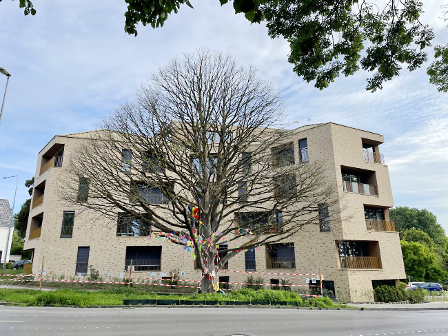 Türkische Hasel Hohenstaufenallee